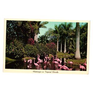 Flamingos Tropical Florida Postcard Sarasota Jungle Gardens Vintage Art Gift